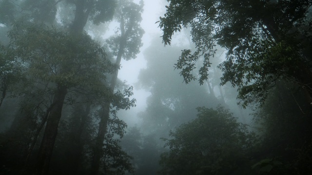 Video Reference: Mist, Atmospheric phenomenon, Fog, Nature, Atmosphere, Haze, Forest, Tree, Natural environment, Biome