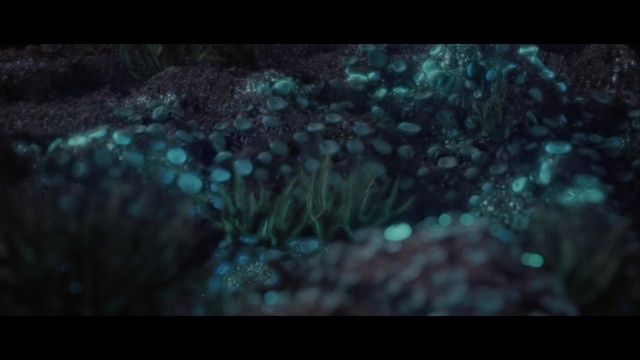 Video Reference: Nature, Organism, Turquoise, Marine biology, Water, Darkness, Underwater, Reef, Screenshot, Space
