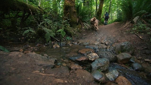 Video Reference: Nature, Jungle, Natural environment, Forest, Wilderness, Nature reserve, Old-growth forest, Rainforest, Trail, Biome