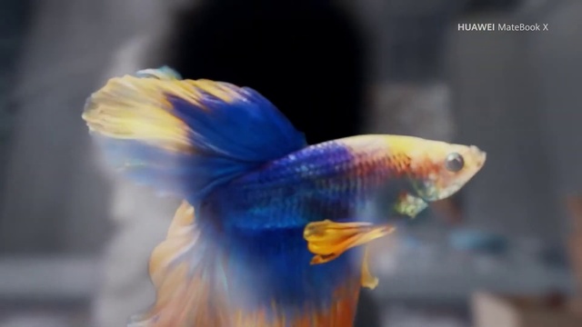 Video Reference: Fish, Blue, Fish, Tail, Freshwater aquarium, Organism, Feeder fish, Electric blue, Goldfish, Aquarium