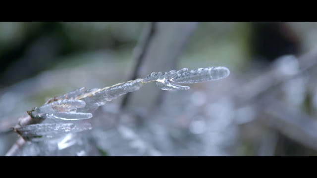 Video Reference: Water, Nature, Macro photography, Close-up, Leaf, Moisture, Grass, Photography, Drop, Freezing