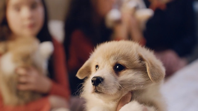 Video Reference: dog, dog breed, dog like mammal, skin, mammal, puppy, dog breed group, snout, fur, companion dog