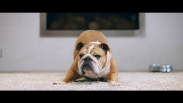 Video Reference: Mammal, Dog, Vertebrate, Old english bulldog, Dog breed, Canidae, Bulldog, Toy bulldog, Olde english bulldogge, British bulldogs