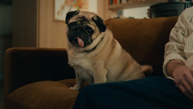 Video Reference: pug, dog, couch, indoor, pet, living room, animal, canine, home, sofa, tongue out, close-up, domestic, person partial