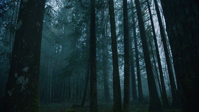 Video Reference: Plant, Atmosphere, Wood, Natural landscape, Branch, Terrestrial plant, Trunk, Tree, Sunlight, Fog