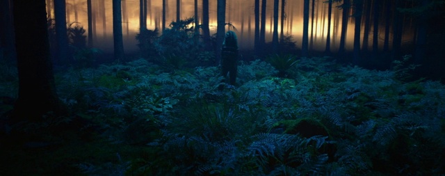 Video Reference: Atmosphere, Plant, Leaf, Natural landscape, Branch, Wood, Terrestrial plant, Sunlight, Vegetation, Biome