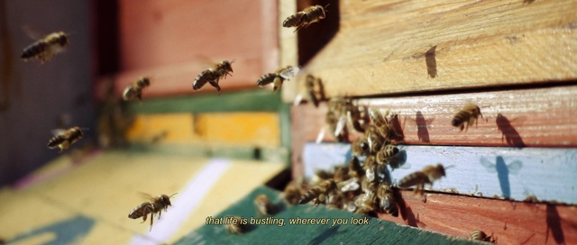 Video Reference: Pollinator, Arthropod, Wood, Insect, Natural material, Honeybee, Pest, Membrane-winged insect, Metal, Twig