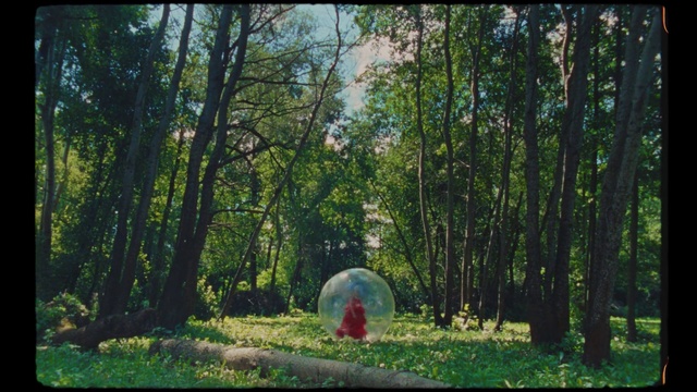 Video Reference: Plant, Plant community, Green, Tree, Wood, People in nature, Natural landscape, Terrestrial plant, Trunk, Grass