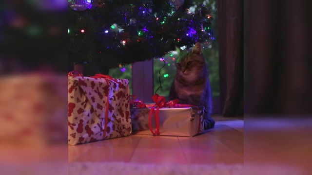 Video Reference: Christmas tree, Purple, Plant, Violet, Pink, Toy, Fawn, Ornament, Magenta, Christmas decoration
