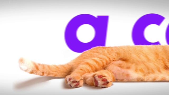 Video Reference: Cat, Comfort, Carnivore, Orange, Felidae, Whiskers, Fawn, Small to medium-sized cats, Snout, Wood