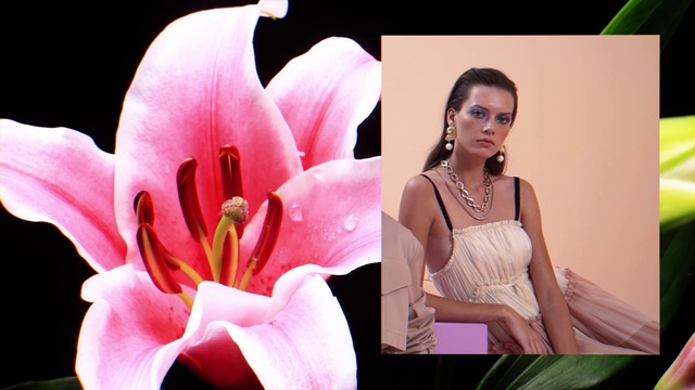 Video Reference: Flower, Plant, Green, Flash photography, Petal, Pink, Eyelash, Terrestrial plant, Magenta, stargazer lily