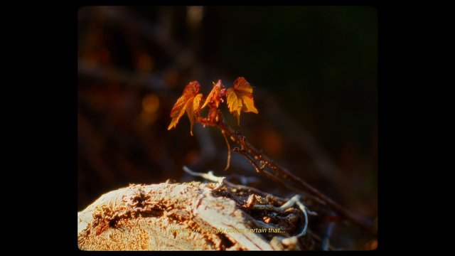 Video Reference: plant, sprout, leaves, close-up, macro, nature, branch, log, blurred background, autumn, sunlight, bokeh, outdoors, subtitles