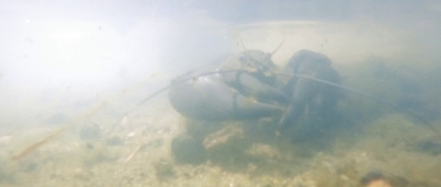 Video Reference: Water, Vertebrate, Fluid, Organism, Underwater, Marine biology, Sky, Invertebrate, Aquatic plant, Fin