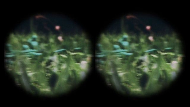 Video Reference: Plant, Terrestrial plant, Automotive lighting, Water, Grass, Entertainment, Font, Flowering plant, Event, Tree