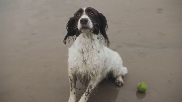 Video Reference: Dog, Dog breed, Carnivore, Spaniel, Companion dog, Gun dog, Snout, Tennis ball, Fur, Whiskers