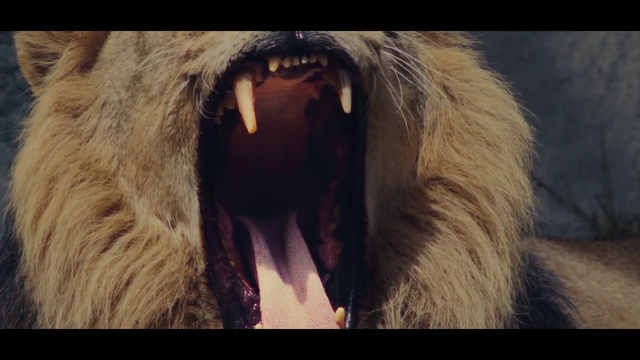 Video Reference: Felidae, Carnivore, Lion, Fang, Primate, Roar, Jaw, Organism, Whiskers, Terrestrial animal