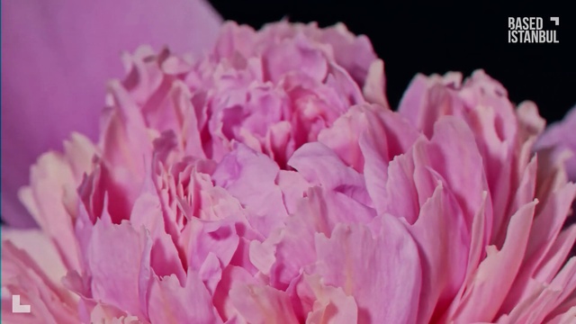 Video Reference: Flower, Plant, Petal, Pink, Magenta, Flowering plant, Rose family, Annual plant, Rose order, Cut flowers