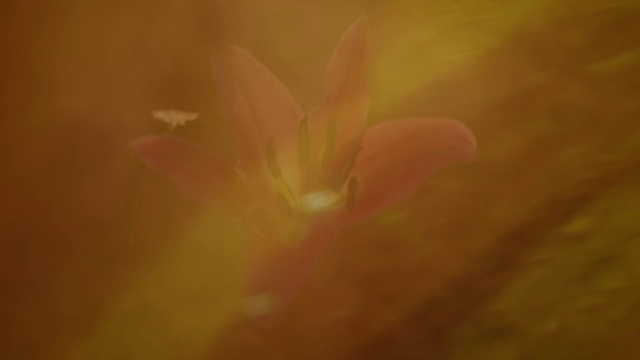 Video Reference: Brown, Plant, Petal, Amber, Flower, Tints and shades, Tree, Art, Wood, Peach