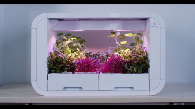 Video Reference: Plant, Flower, Purple, Rectangle, Window, Petal, Pink, Violet, Magenta, Tints and shades