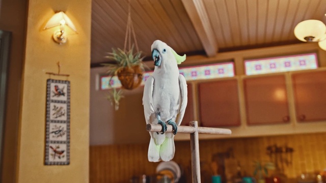Video Reference: Bird, Wood, Beak, Parrot, Feather, Cockatoo, Room, Ceiling, Pet supply, Shelf