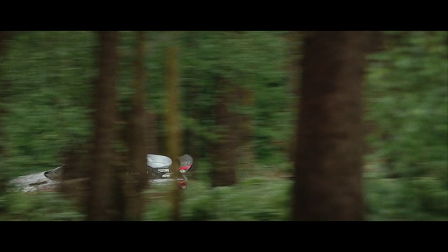 Video Reference: Wood, Terrestrial plant, Natural landscape, Trunk, Beak, Plant, Tree, Grass, Twig, Tints and shades