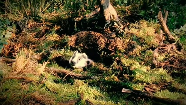 Video Reference: Plant, Branch, Organism, Wood, Terrestrial plant, Grass, Tree, Evergreen, Twig, Trunk