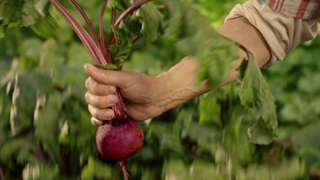 Video Reference: Hand, Flower, Plant, People in nature, Gesture, Terrestrial plant, Finger, Thumb, Grass, Fruit