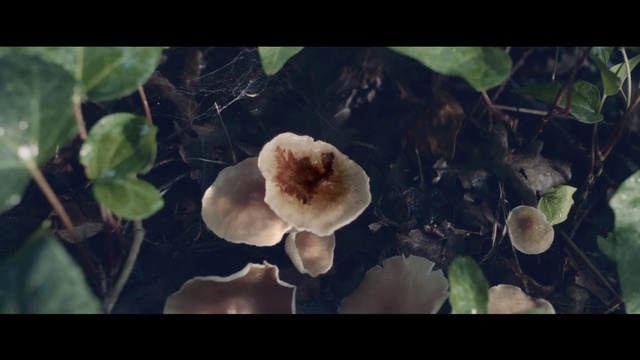 Video Reference: Flower, Plant, Petal, Organism, Terrestrial plant, Natural landscape, Tree, Twig, Flowering plant, Close-up