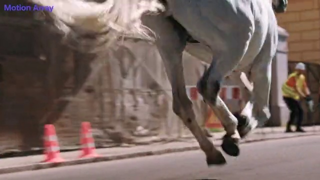 Video Reference: Working animal, Fawn, Art, Pack animal, Cone, Human leg, Knee, Asphalt, Event, Terrestrial animal