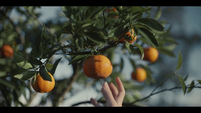 Video Reference: Food, Valencia orange, Plant, Rangpur, Bitter orange, Fruit, Tangerine, Leaf, Mandarin orange, Natural foods