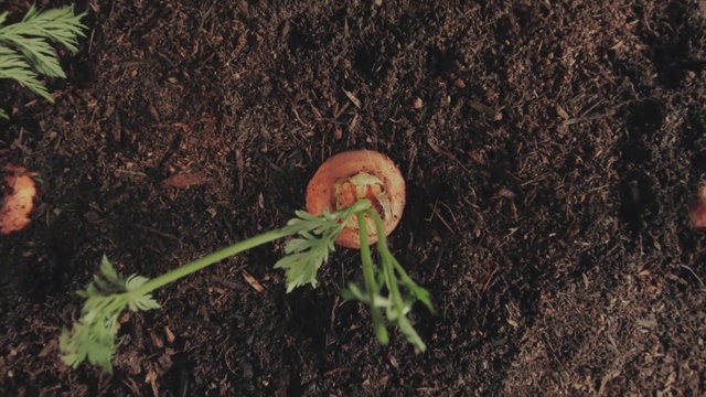 Video Reference: Plant, Terrestrial plant, Natural foods, Leaf vegetable, Vegetable, Grass, Asphalt, Flowering plant, Produce, Compost