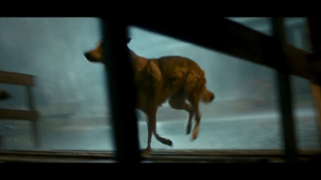Video Reference: Window, Dog, Carnivore, Wood, Fawn, Dog breed, Tints and shades, Felidae, Snout, Glass
