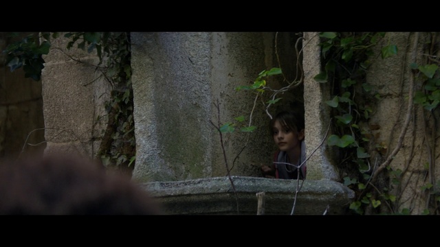 Video Reference: Window, Plant, Flash photography, Wood, Terrestrial plant, Grass, Twig, Trunk, Darkness, Forest