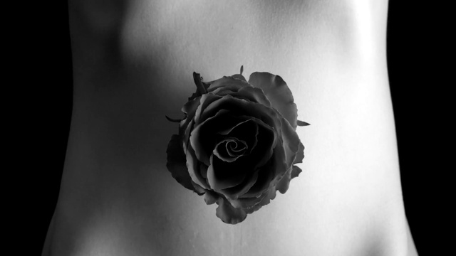 Video Reference: Flower, Plant, Cloud, Petal, Flash photography, Gesture, Black-and-white, Grey, Style, Hybrid tea rose