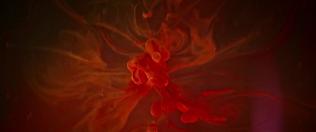 Video Reference: Flower, Petal, Orange, Plant, Automotive lighting, Tints and shades, Fire, Pattern, Flowering plant, Flame