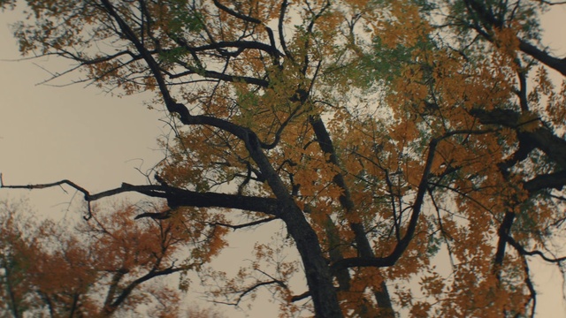 Video Reference: Brown, Branch, Tree, Trunk, Twig, Natural landscape, Wood, Deciduous, Plant, Tints and shades