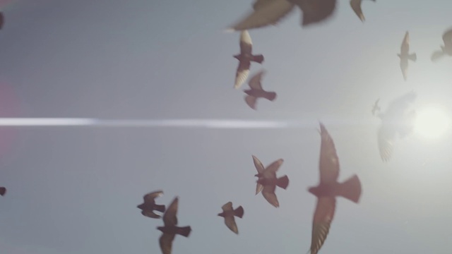 Video Reference: Water, Plant, Vertebrate, Organism, Tree, Sky, Marine invertebrates, Wood, Starfish, Marine biology