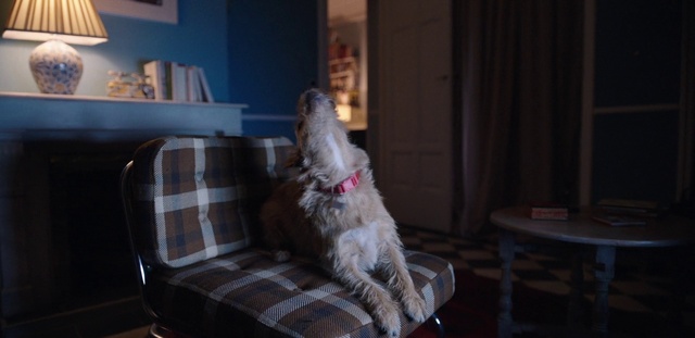 Video Reference: Furniture, Dog, Couch, Comfort, Carnivore, Chair, Dog breed, Felidae, Wood, Table