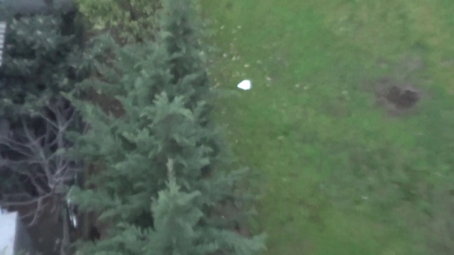 Video Reference: Plant, Window, Larch, Terrestrial plant, Evergreen, Twig, Groundcover, Tree, Grass, Shrub