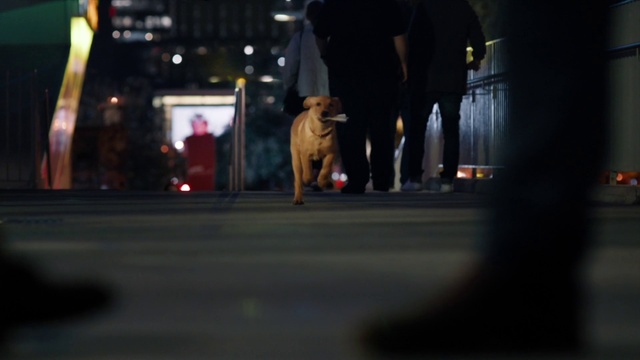 Video Reference: Automotive lighting, Road surface, Dog breed, Asphalt, Carnivore, City, Road, Metropolitan area, Midnight, Snout