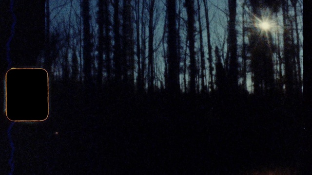 Video Reference: Sky, Plant, Tree, Wood, Natural landscape, Twig, Trunk, Automotive lighting, Rectangle, Tints and shades