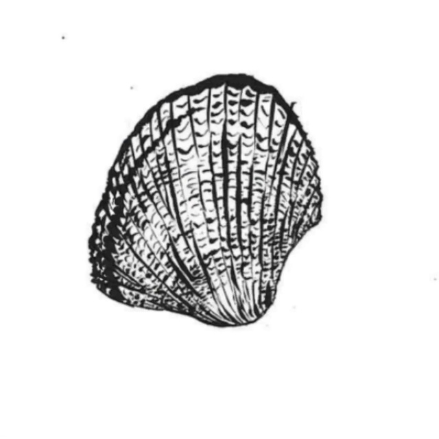 Video Reference: Cap, Automotive design, Headgear, Tree, Font, Pattern, Bivalve, Drawing, Fashion accessory, Illustration