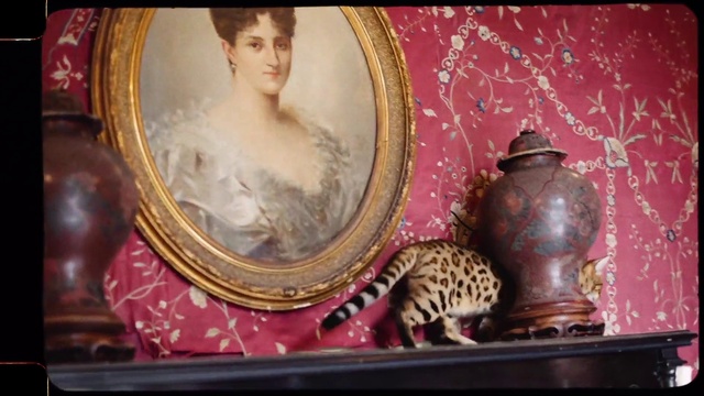 Video Reference: Eye, Picture frame, Temple, Tableware, Serveware, Window, Fawn, Carnivore, Felidae, Art