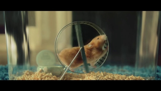 Video Reference: Small animal food, Beak, Bird food, Pet supply, Rodent, Water, Bird supply, Organism, Feather, Whiskers