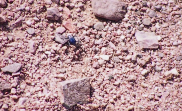 Video Reference: Insect, Bedrock, Arthropod, Pest, Soil, Terrestrial animal, Landscape, Rock, Invertebrate, Mixture