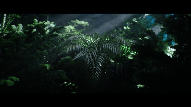 Video Reference: Plant, Green, Terrestrial plant, Tree, Arecales, Natural landscape, Landscape, Liquid, Forest, Space