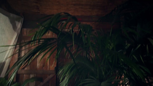 Video Reference: Wood, Terrestrial plant, Arecales, Tints and shades, Plant, Grass, Darkness, Landscape, Terrestrial animal, Jungle