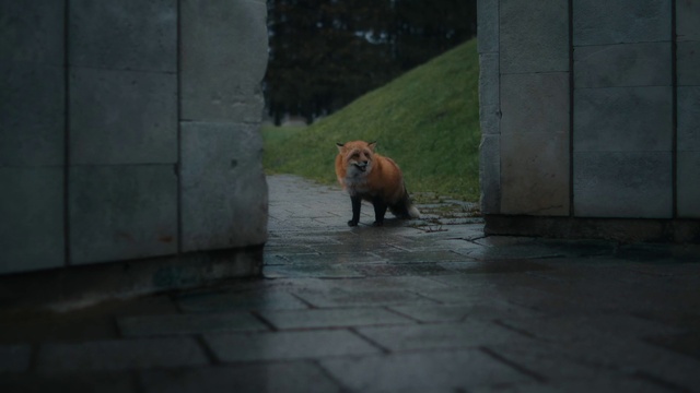 Video Reference: Grizzly bear, Carnivore, Road surface, Flooring, Asphalt, Wood, Kodiak bear, Terrestrial animal, Dog breed, Brown bear