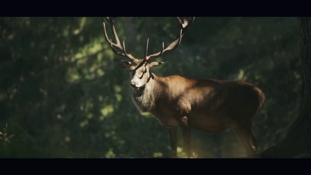 Video Reference: Eye, Deer, Barren ground Caribou, Organism, Fawn, Horn, Reindeer, Terrestrial animal, Grass, Snout