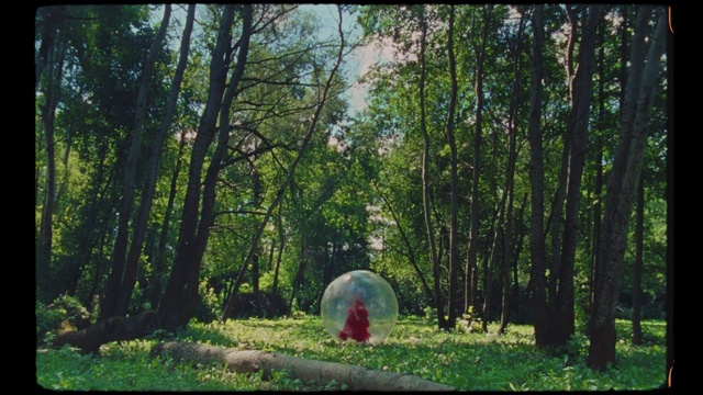 Video Reference: Plant, Plant community, Green, Tree, Natural landscape, People in nature, Terrestrial plant, Wood, Trunk, Grass